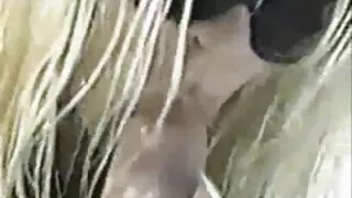 Залуу зөөлөн оруулдаг хойлог руу гоо сайхны үтрээ, авчирдаг түүнийг оргил аз жаргал